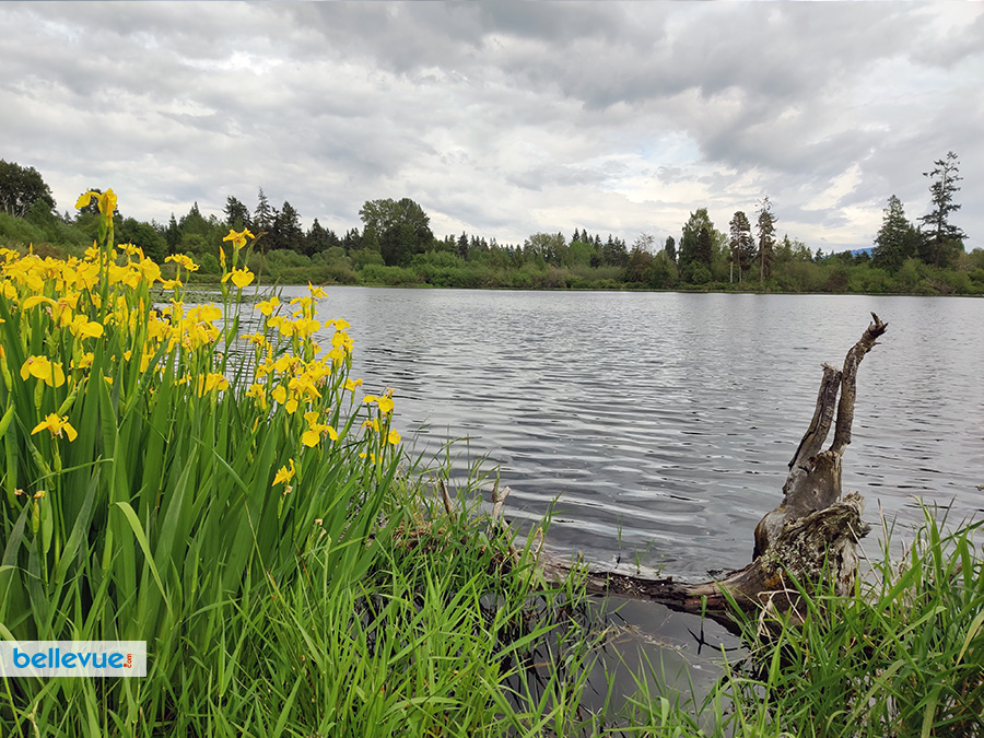 Lake Hills Greenbelt Trails - Larsen Lake Blueberry Farm | Bellevue.com