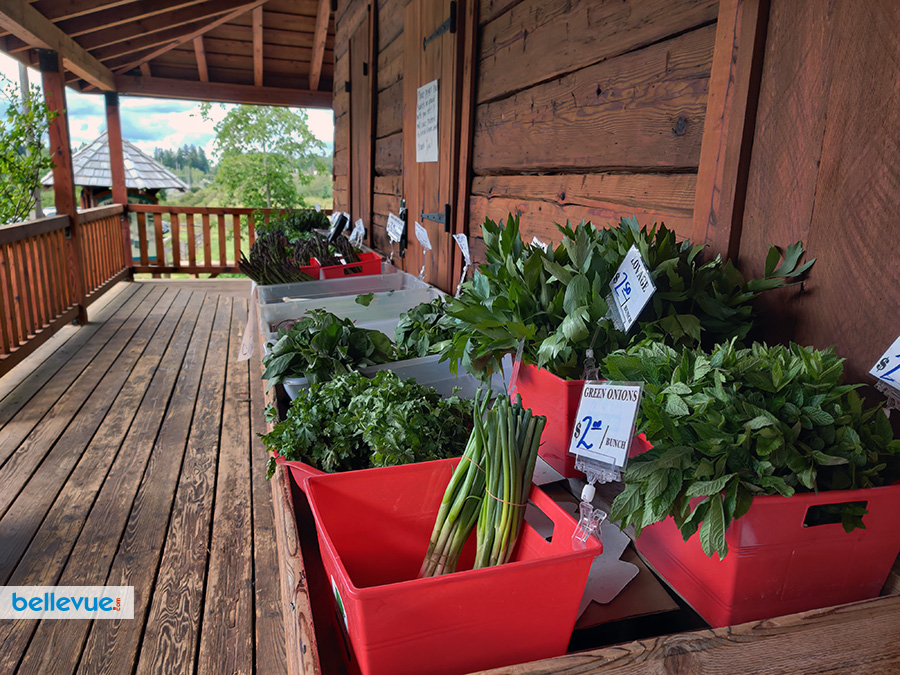 Lake Hills Greenbelt Trails - Larsen Lake Blueberry Farm | Bellevue.com