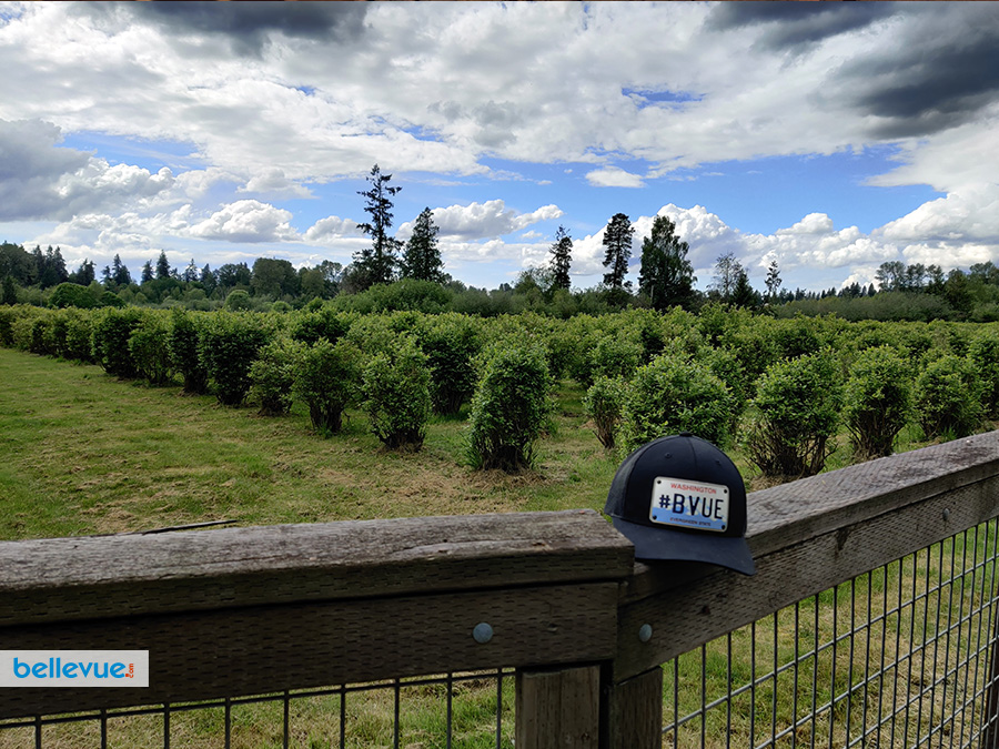 Lake Hills Greenbelt Trails - Larsen Lake Blueberry Farm | Bellevue.com