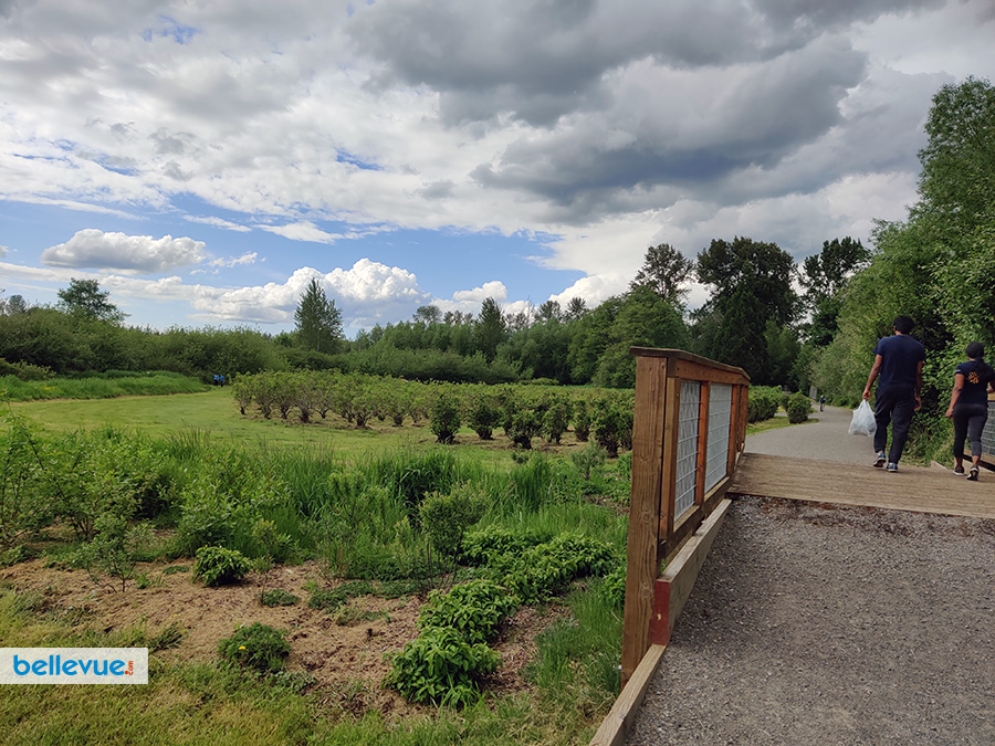 Lake Hills Greenbelt Trails - Larsen Lake Blueberry Farm | Bellevue.com