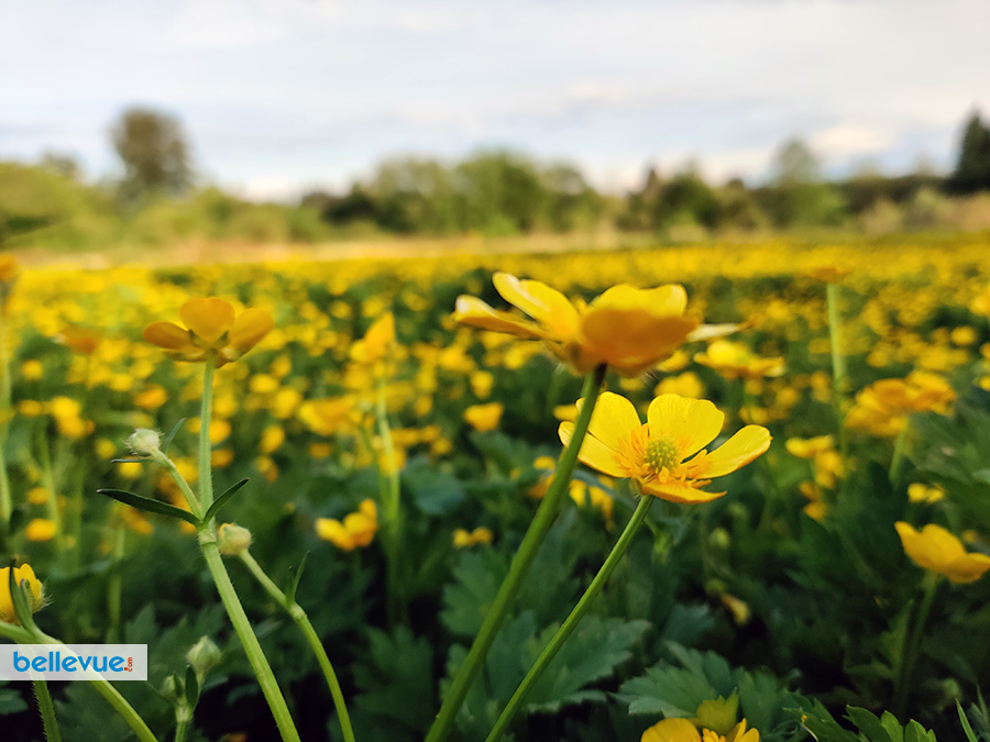 Lake Hills Greenbelt Trails - Bellevue Urban Garden at Phantom Lake | Bellevue.com