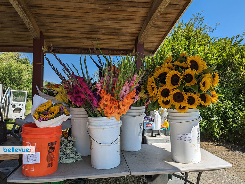 Larsen Lake Blueberry Farm at Lake Hills | Bellevue.com