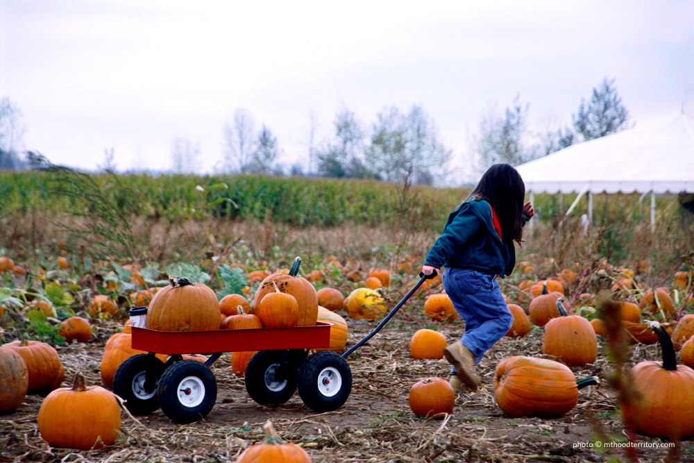 Pumpkin Picking around Bellevue, WA | Bellevue.com